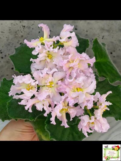 РМ-Солнечное Конфетти (Н. Скорнякова) 2022 г.