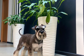 Груминг для собак и кошек в Волгограде