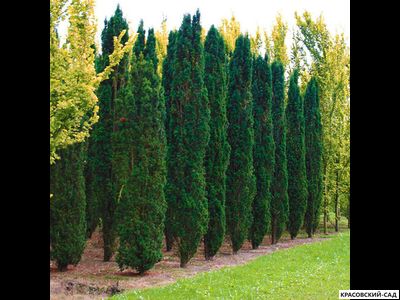 Тисс ягодный Фастигиата - Fastigiata