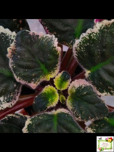 РС-Дремучий Лес (С. Репкина) 2019 г.