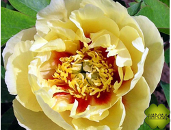 ПИОН ДРЕВОВИДНЫЙ ИТО-ГИБРИД "БОРДЕР ЧАРМ" зимовавший взрослый саженец