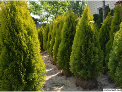 Голден Смарагд растет для вас - Красовский-Сад.рф