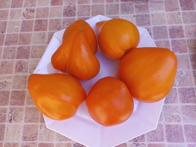 Томат Чудо Земли оранжевое