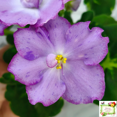 АВ-Девочка с Севера (Фиалковод) 2021 г. (лист посажен 04.09.25)