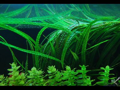 Cryptocoryne balansae