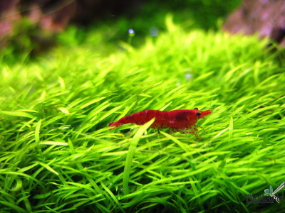 UTRICULARIA GRAMINIFOLIA/ УТРИКУЛЯРИЯ ГРАМИНИФОЛИЯ (меристемная), XL контейнер