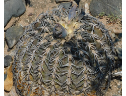 Gymnocalycium spegazzinii ssp.sarkae  VG-747 - 5 семян