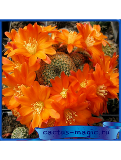 Aylostera heliosa v. solisioides