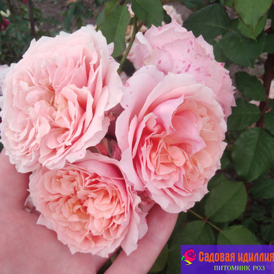 Амаретто (Amaretto)