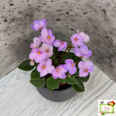 Frosted Fantasy спорт трейлер