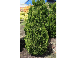 Туя западная Зматлик (Zmatlik), 3,0 л