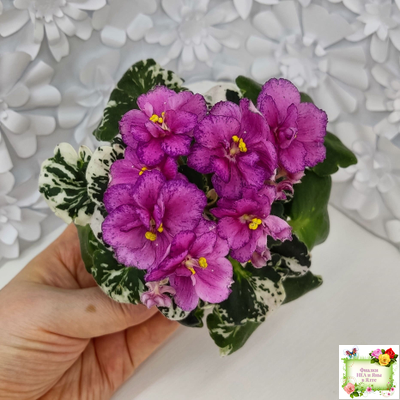 ЛЕ-Прага (Е.Лебецкая) 2017 г. (пестролистный гёрл-лист)