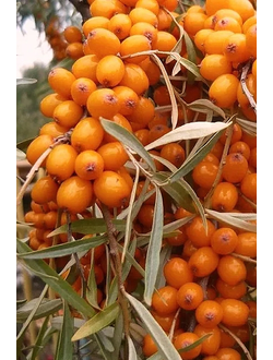 Облепиха Великан (жен.)