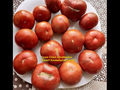 Томат Гном Смех Кукабарры (Dwarf Kookaburra Cackle)