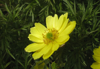 "Серединки/коробочки адониса" Силиконовый молд