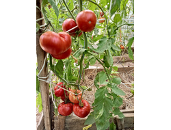 Томат Летя (Rosii de Letea), Румыния