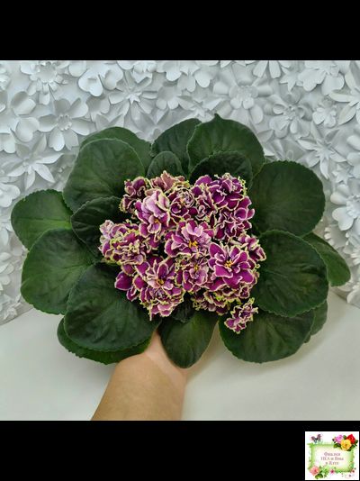 ВаТ-Классический Вкус (Т. Валькова) 2019 г.