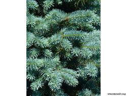 Ель колючая Бэйби Блю Айз