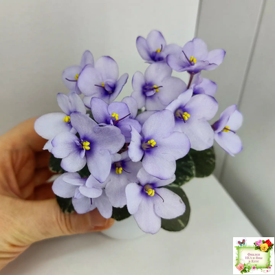 Smitten Kitten (LLG/S.Sorano) 03/22/2008 (9956)