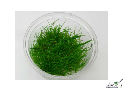 Элеохарис Мини (меристемный) АЗИЯ
