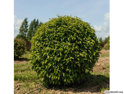 Топиар клён Гиннала в форме шара