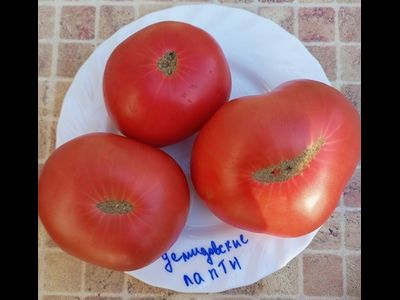 Томат Демидовские лапти