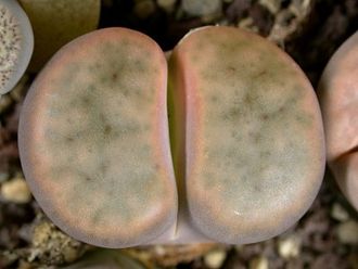 Lithops schwantesii (grey form) C164 (MG) - 10 семян