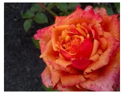 Черри бренди (Cherry Brand) , Evers