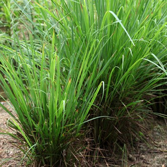 Лемонграсс (Cymbopogon flexuosus) 10 мл - 100% натуральное эфирное масло