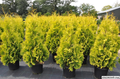 Туя Еллоу Риббон - Yellow Ribbon