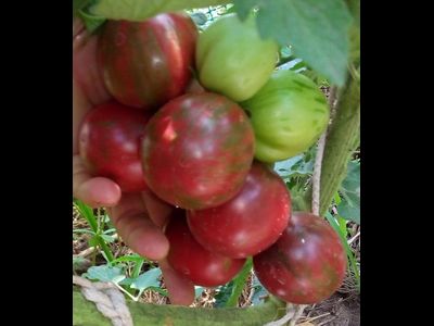 Томат Фиолетовая яшма (Цзы-Ю, Tci U, Китай)