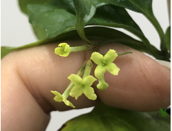 Никодемия дуболистная /  Nicodemia ( Buddleja indica )