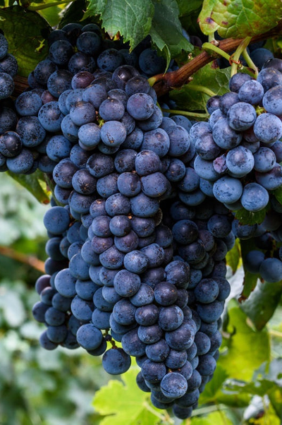 Виноград Изабелла