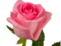 РОЗА РОССИЯ розовая