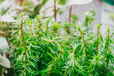 Ротала Босси (пучок)