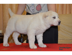 Сука 2. ЖЕМЧУГ. Продана Челябинская область