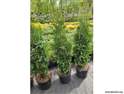 Туя Бробекс Тауэр - Brobeck's Tower