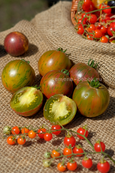 Томат Dwarf Rebel Starfighter Penny Lane (Гном Восставший Звездный Истребитель Пенни Лейн), 10 шт