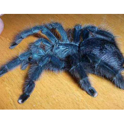 Avicularia geroldi