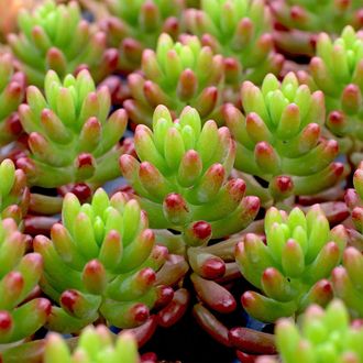 Sedum Rubrotinctum