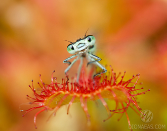 Семена Росянки Drosera MIX