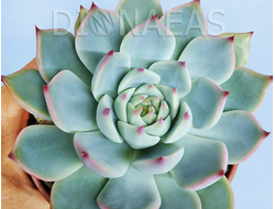 Echeveria Parva