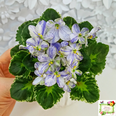 ЛЕ-Лунный Жемчуг (Е. Лебецкая) 2020 г. (пестролистный гёрл)