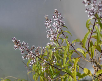 Вербена лимонная (Lippia citriodora) листья, 1 г - 100% натуральное эфирное масло