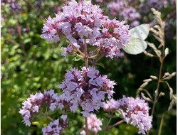 Душица обыкновенная, Орегано (Origanum vulgare) Индия, 5 мл  - 100% натуральное эфирное масло