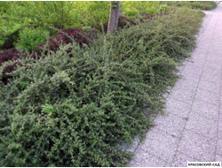 Кизильник Скогхолм - Skogholm