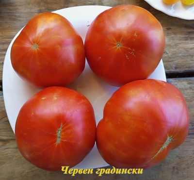 Томат Червен Градински (Cherven Gradinski, Болгария)