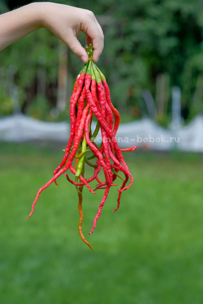 Перец острый Thunder Mountain Longhorn (Тандер Мунтан Лонгхорн), 10 шт
