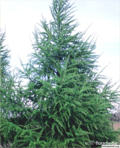 Лиственница европейская - Larix decidua