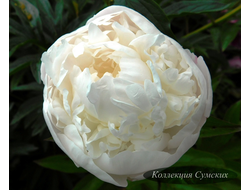 Пион Allan Rogers (Аллан Роджерс)